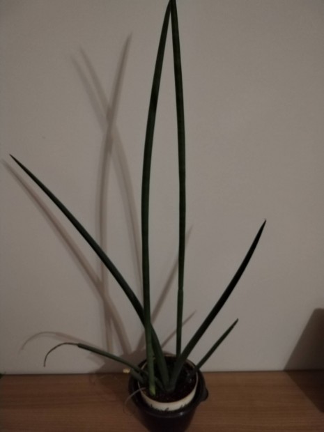 Sansevieria cylindrica hengeres anysnyelv nvny 
