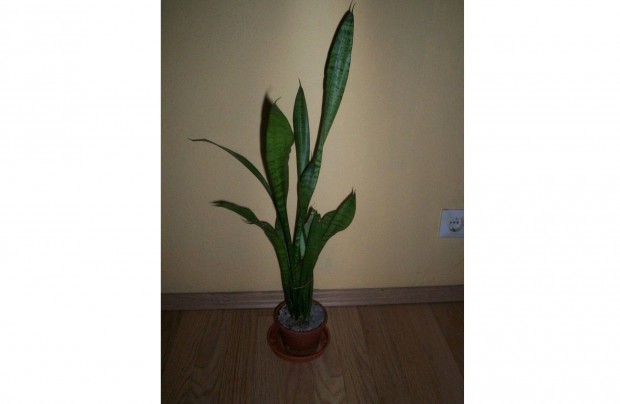 Sansevieria elad