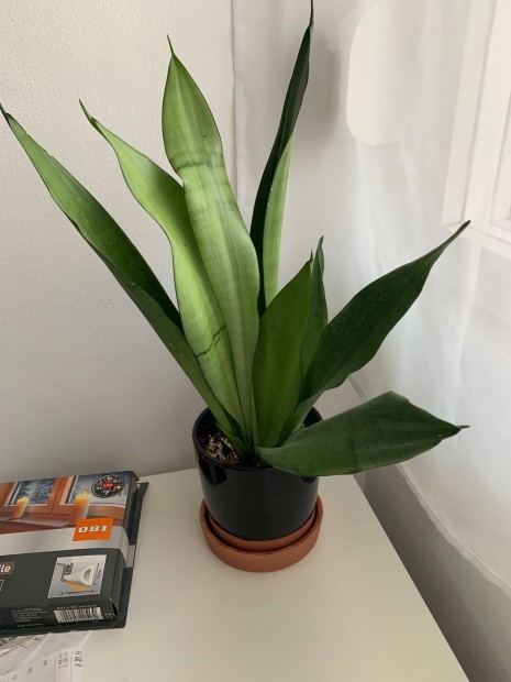 Sansevieria moonshine Anysnyelv szobanvny