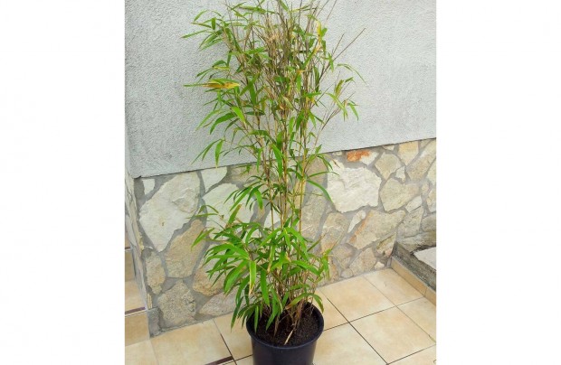 Srga bambusz - Phyllostachys aureo - aranysrga szr bambusz