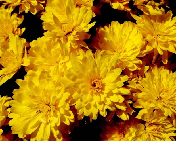 Sárga évelő virág