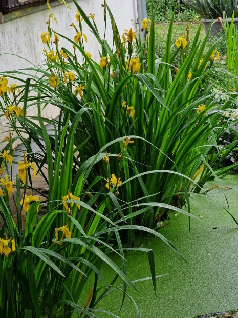 Sárga írisz (Iris pseudoacorus) tavi növény tövek, mocsári írisz