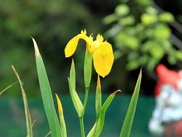 Srga risz - mocsri nszirom kerti tba - Iris pseudoacorus