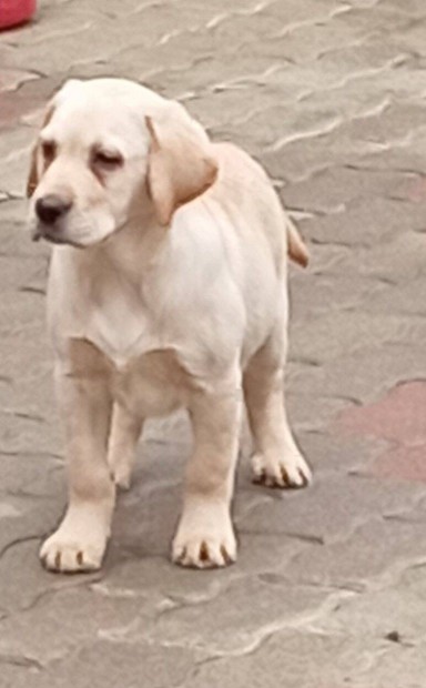 Srga labrador retriever kiskutyk