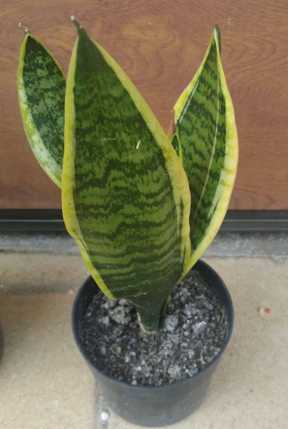 Srga szl anysnyelvek ( Sansevieria )