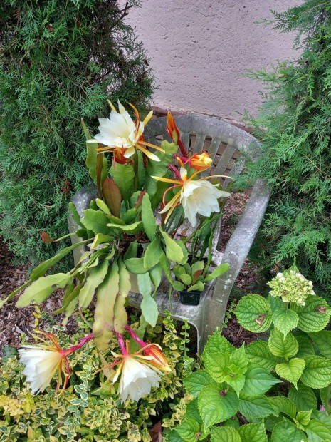 S�rga vir�g� lev�lkaktusz t�bb m�retbe