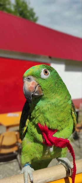 Srgahomlok amazon papagj