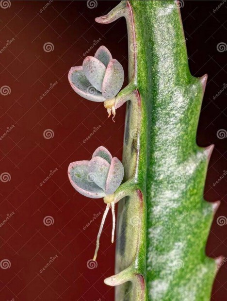 Sarjika kalanchoe daigremontiana elevensz�l� n�v�ny