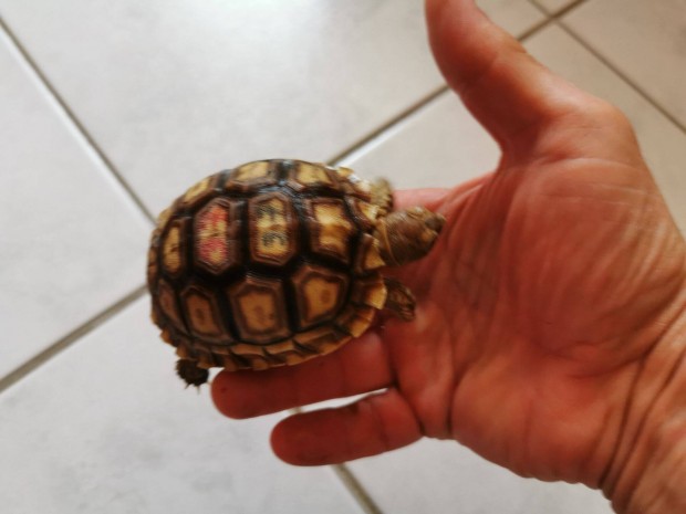 Sarkantyús teknősök eladók ,cserélhetők