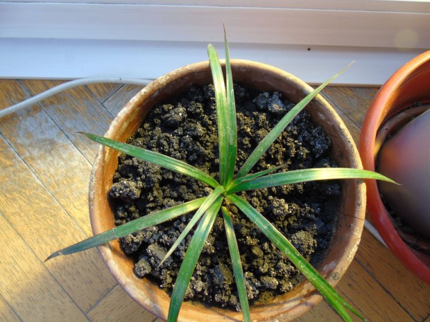 S�rk�nyfa Dracena csemete