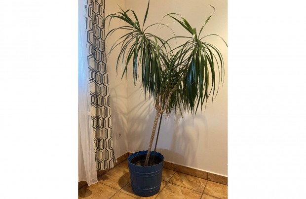 Srknyfa, Dracaena Marginata