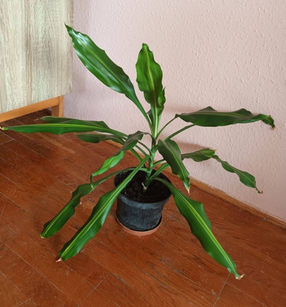 Srknyfa, dracena elad