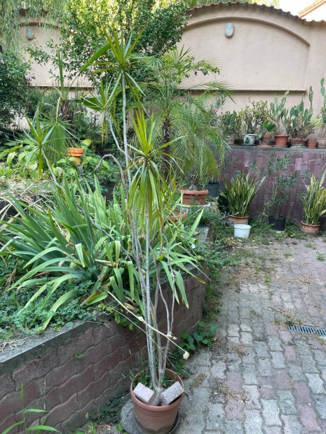 S�rk�nyfa, yucca P�lma,any�snyelv elad�