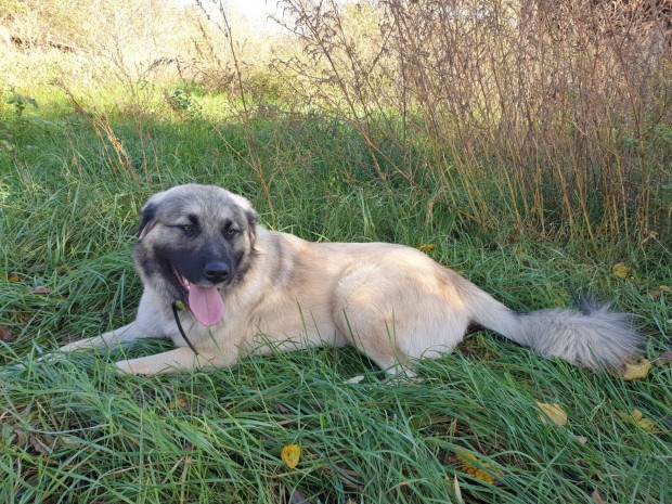 Sarplaninac sárhegyi juhász jugoszláv farkasölő jellegű kutya