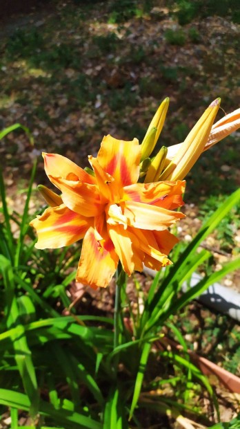 Sásliliom - Hemerocallis fulva Kwanso