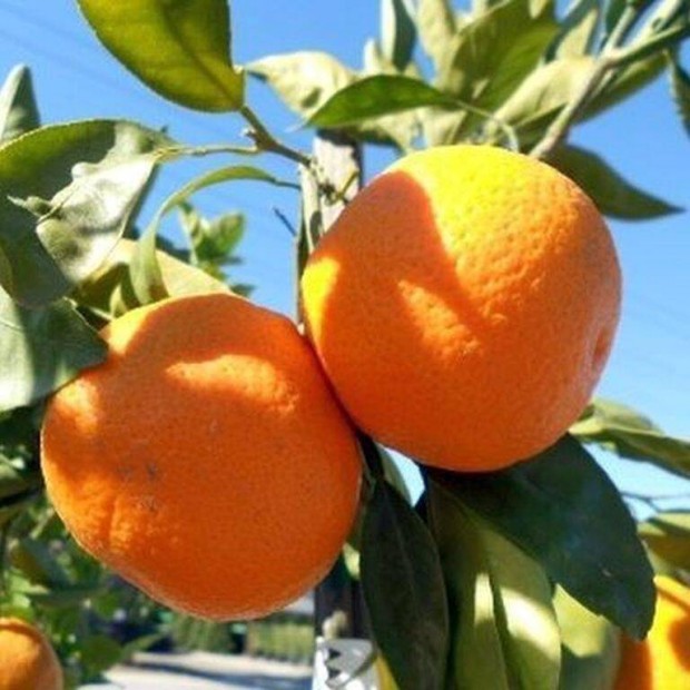 Satsuma mandarin, japn rismandarin (Citrus unshiu 'Myagawa')