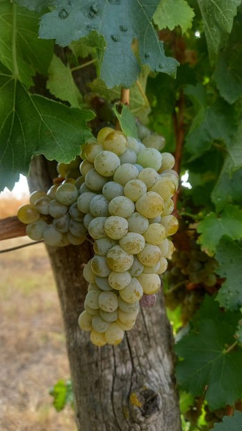 Sauvignon blanc szl