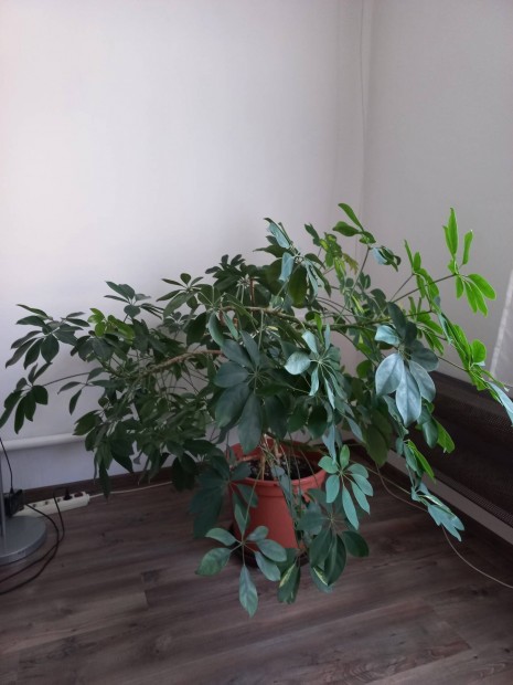 Schefflera szobanvny 