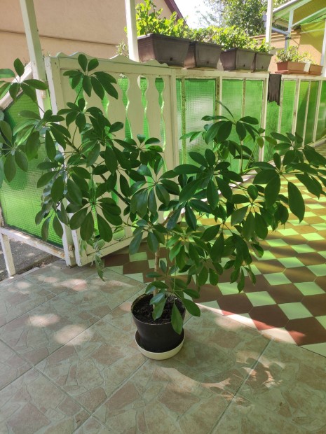 Schefflera szobanövényem eladó