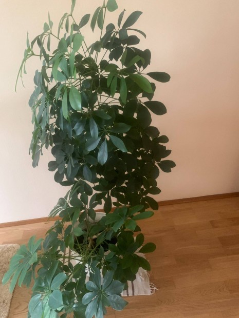 Scheffrela nagymret