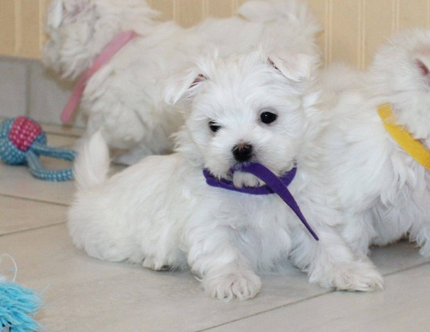 Schnauzer babk keresik szeret csaldjukat