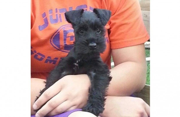 Schnauzer kölykök több méretben és színben Törzskönyves,szülők