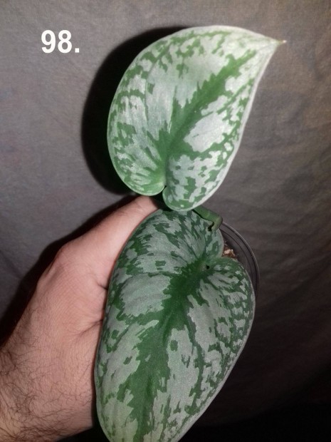 Scindapsus pictus silver 98.sz