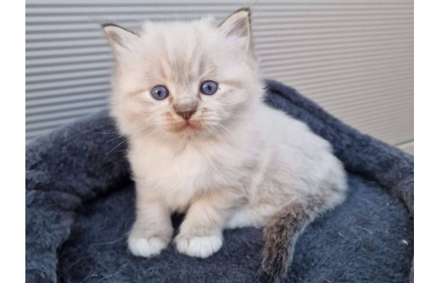 Seal lynx mitted ragdoll