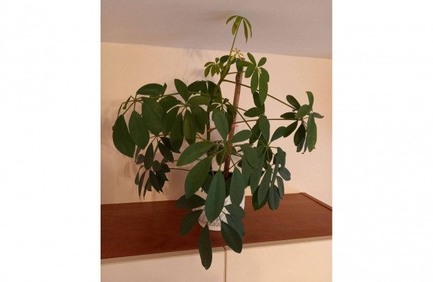 Sefflera (sugrarlia) szobanvny elad