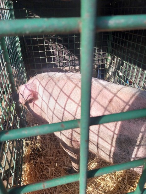 Selejt koca het�nyegyh�za 