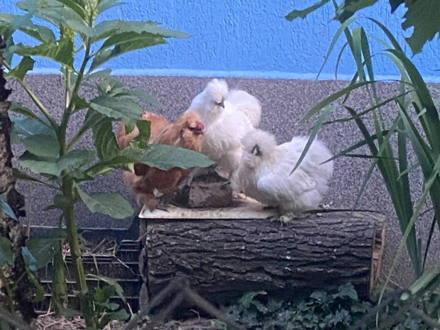 Selyem baromfi tojs