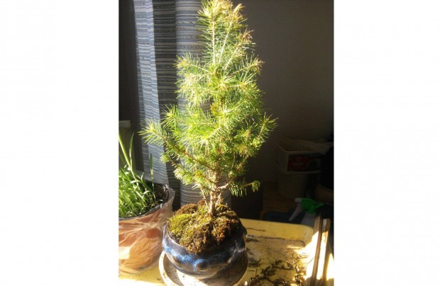 Selyem feny bonsai