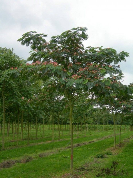 Selyemakc - Albizia ombrella