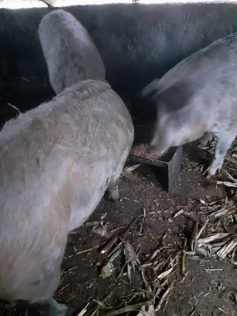 Serts mangalica keverk eld130 150kg  os hastvais