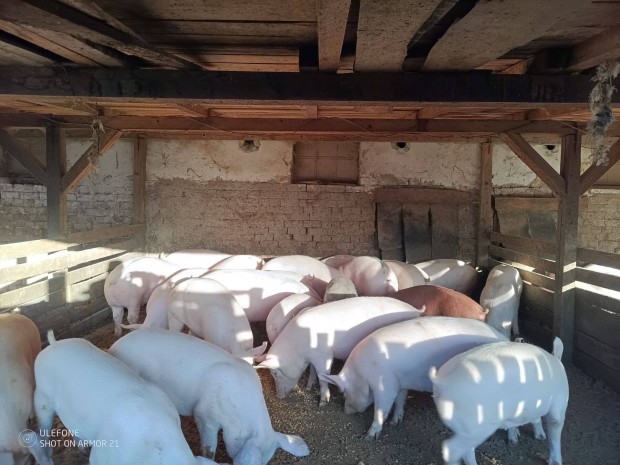 Sert�sek h�z�k elad�k!