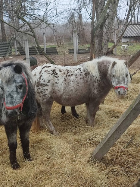 Setlandi pnik istllt cserlnenek!