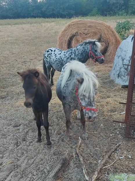 Setlandi pnik kltznnek!