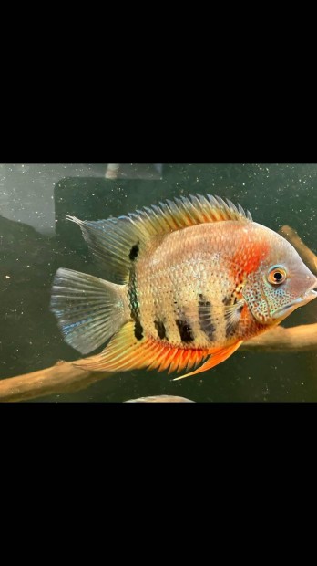 Severum, vieja halak olcsn eladk