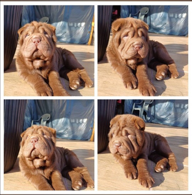 Shar pei plss mack 