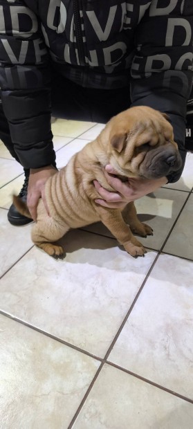 Shar pei plss mack 