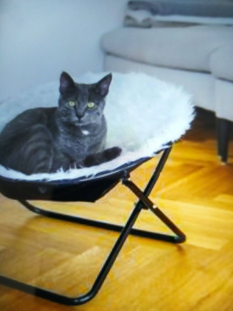 Sharon macska ágy