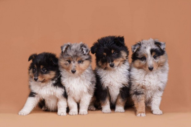 Sheltie, Shetlendi juhszkutya