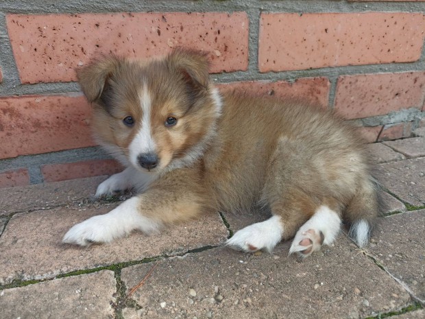 Sheltie kiskutyk eladk