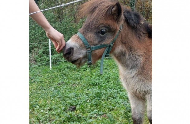 Shetland Poni