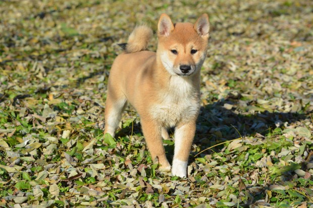 Shiba Inu fajta tiszta, minsgi macis klykk!