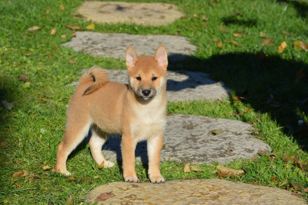 Shiba Inu fajta tiszta, minsgi macis klykk!