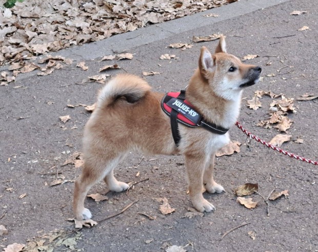 Shiba Inu fajtatiszta, trzsknyves kan kutyus elismert tenyszttl