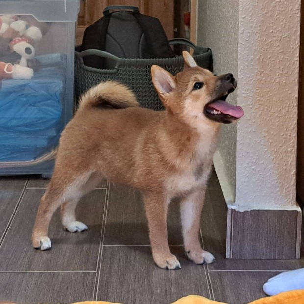 Shiba Inu fajtatiszta, trzsknyves kan kutyus elismert tenyszttl