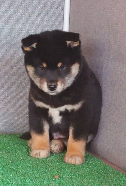 Shiba Inu fajtatiszta jelleg kan klyk Elad!