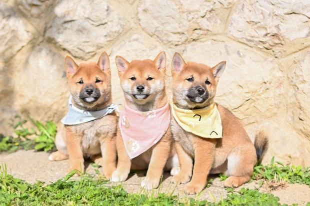 Shiba Inu fajtatiszta jelleg kiskutyk